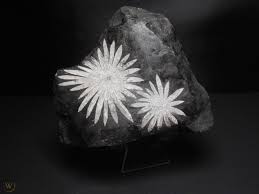 Chrysanthemum